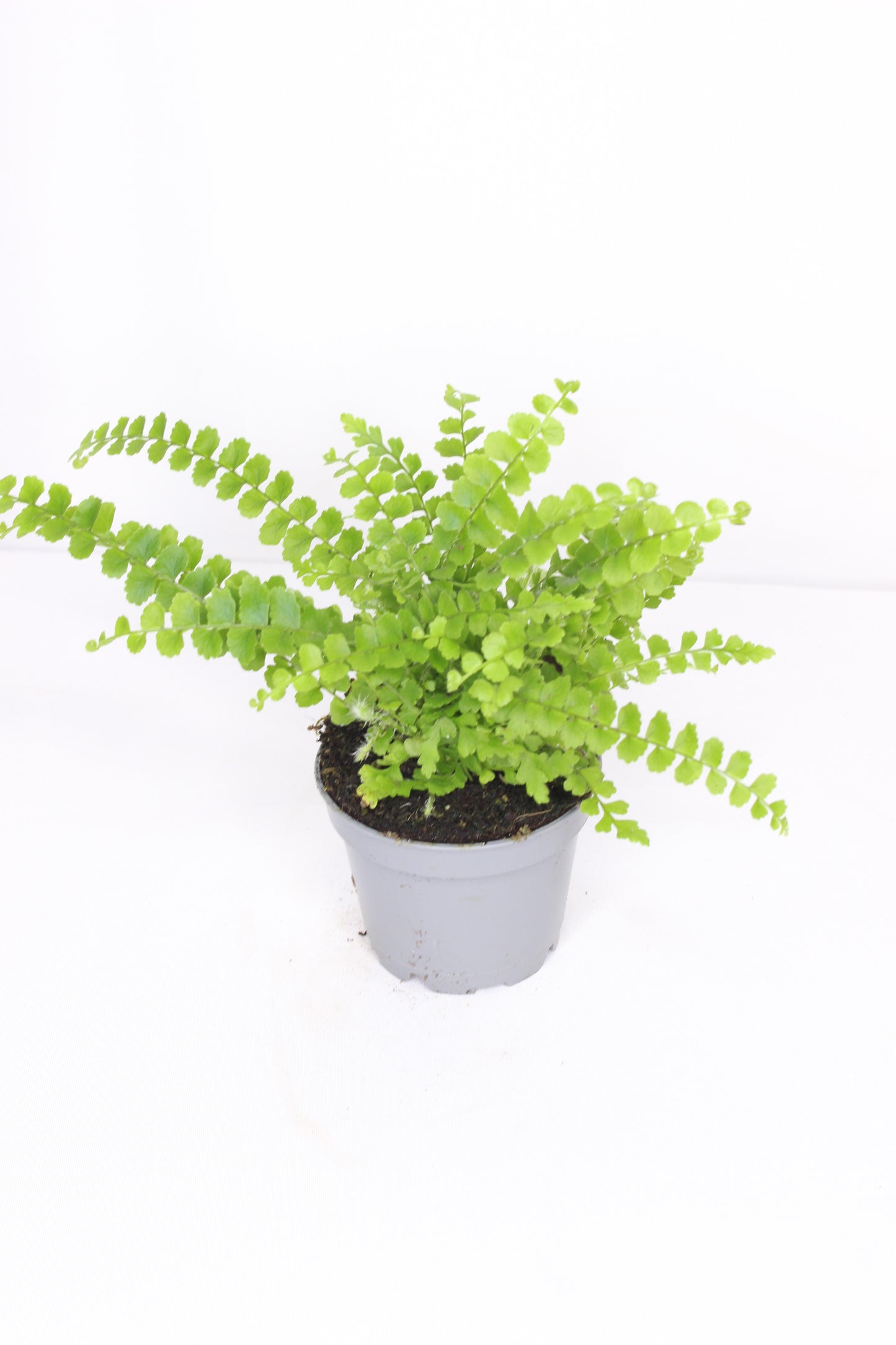 Mini Helecho Culantrillo