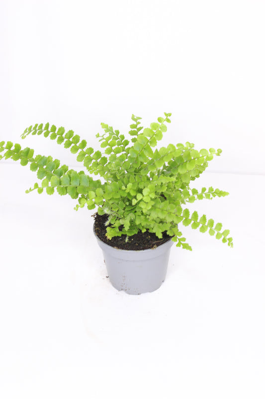 Mini Helecho Culantrillo
