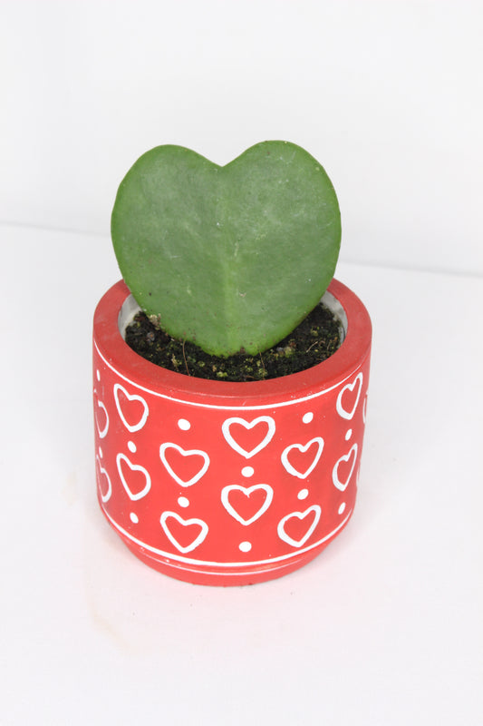 Hoya Kerrii + Macetero Rojo