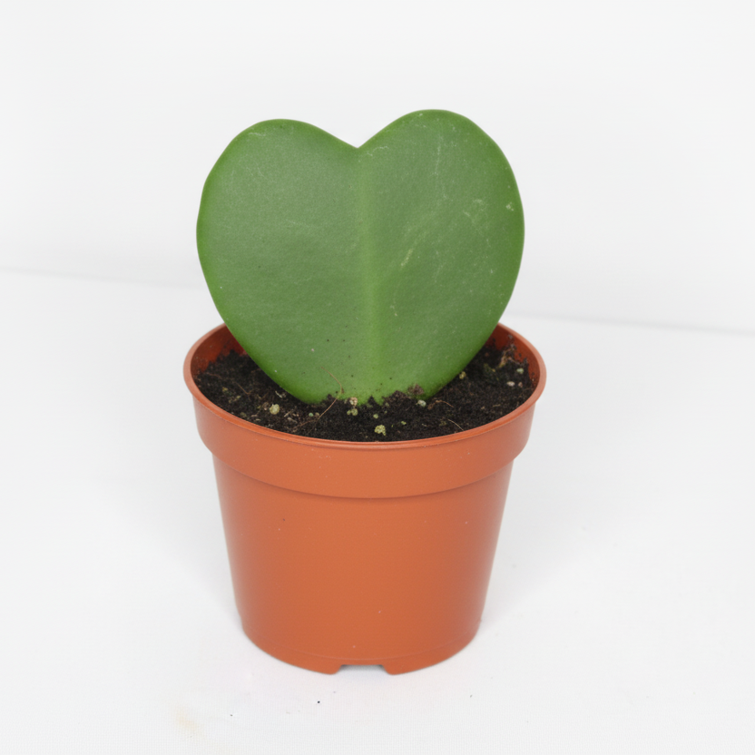 hoya-kerrii-planta-interior