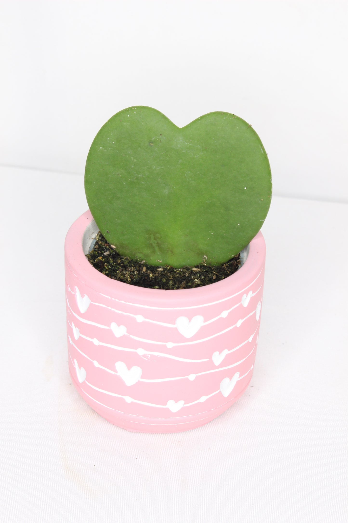 Hoya Kerrii + Macetero Rosa