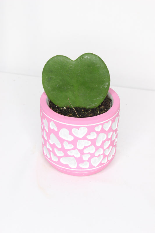 Hoya Kerrii + Macetero Rosa