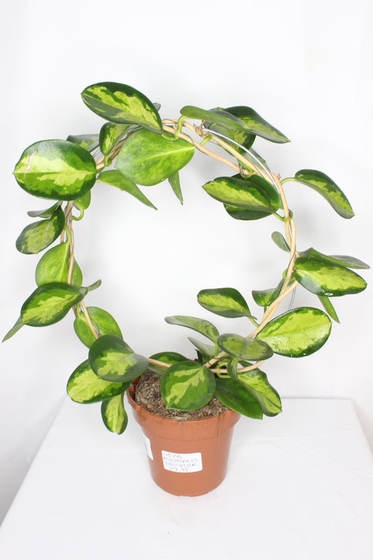 Hoya Australis Tricolor