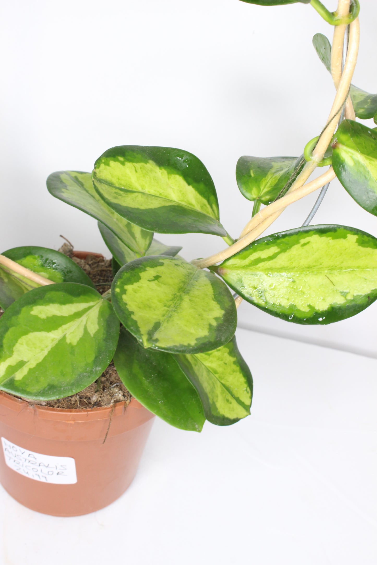 Hoya Australis Tricolor