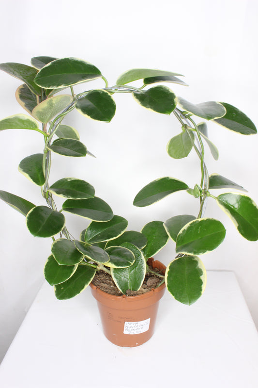 Hoya Australis Blondie