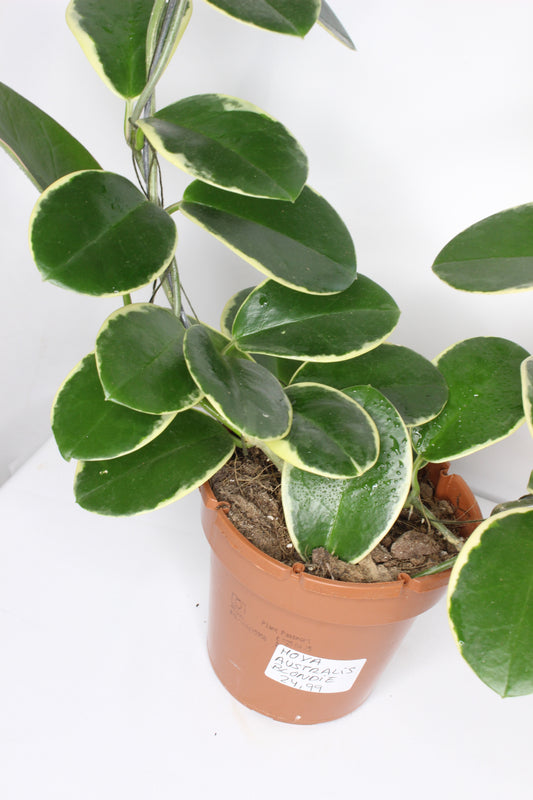 Hoya Australis Blondie