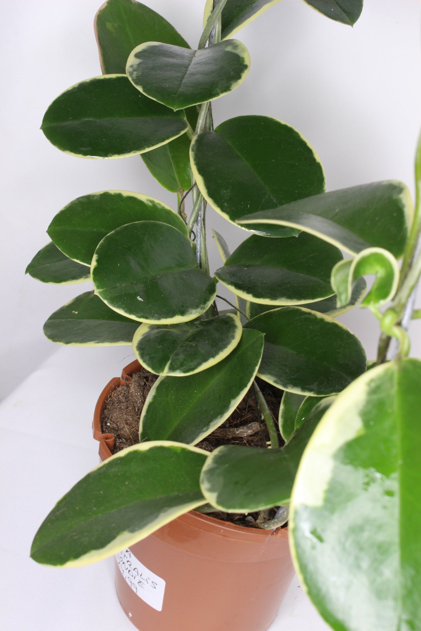 Hoya Australis Blondie