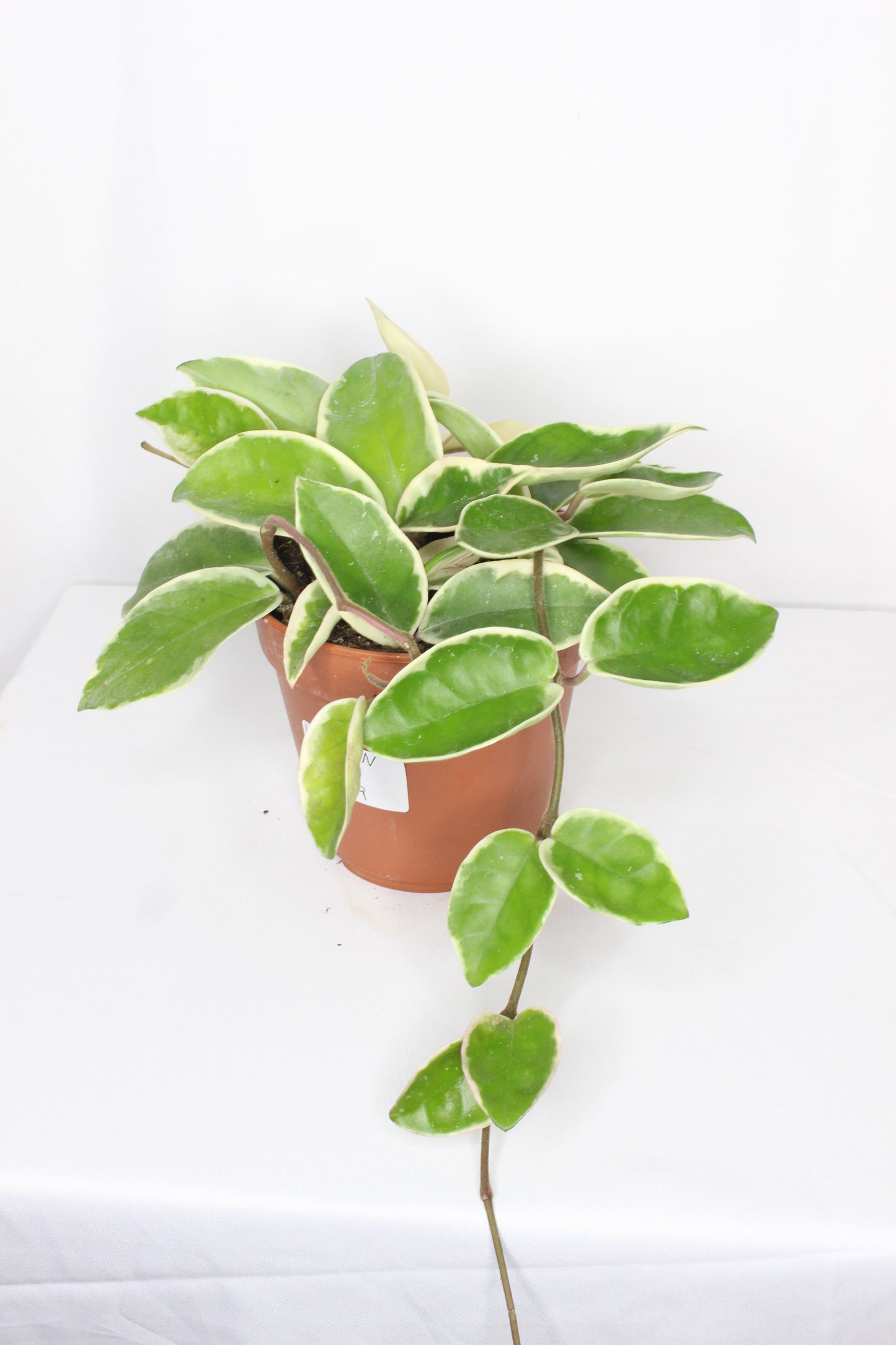 Hoya Carnosa Krimson Queen