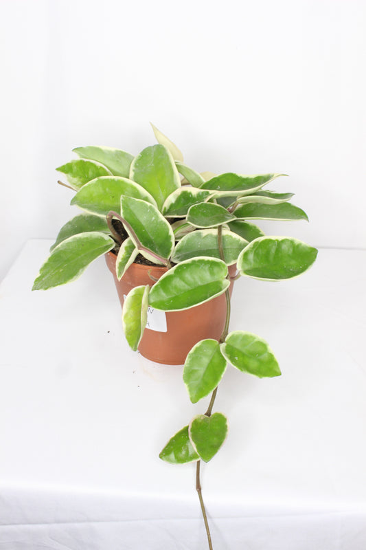 Hoya Carnosa Krimson Queen