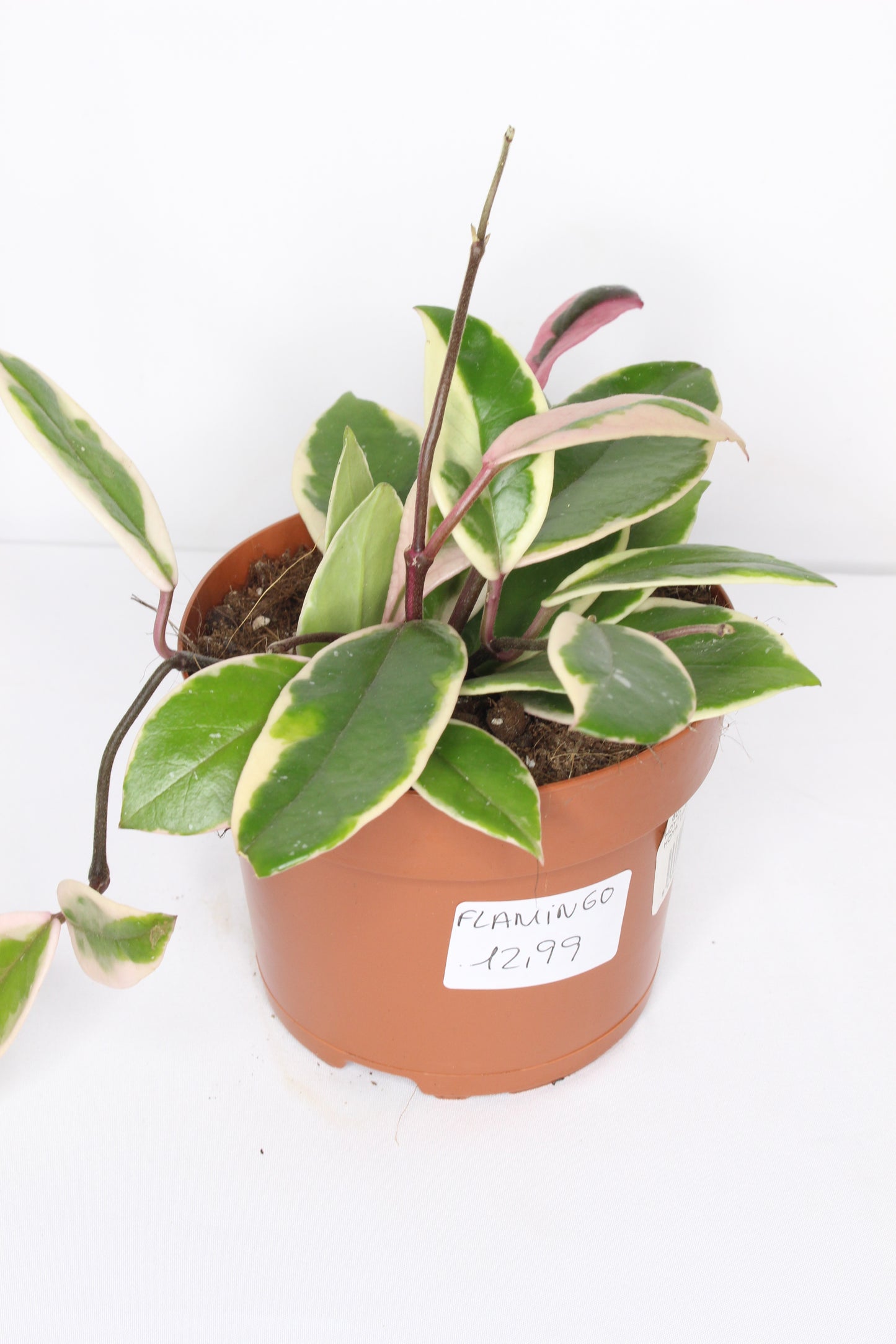 Hoya Carnosa Flamingo