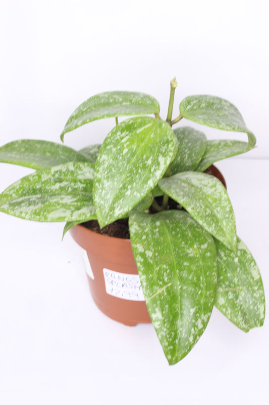 Hoya Carnosa Rangsan Splash