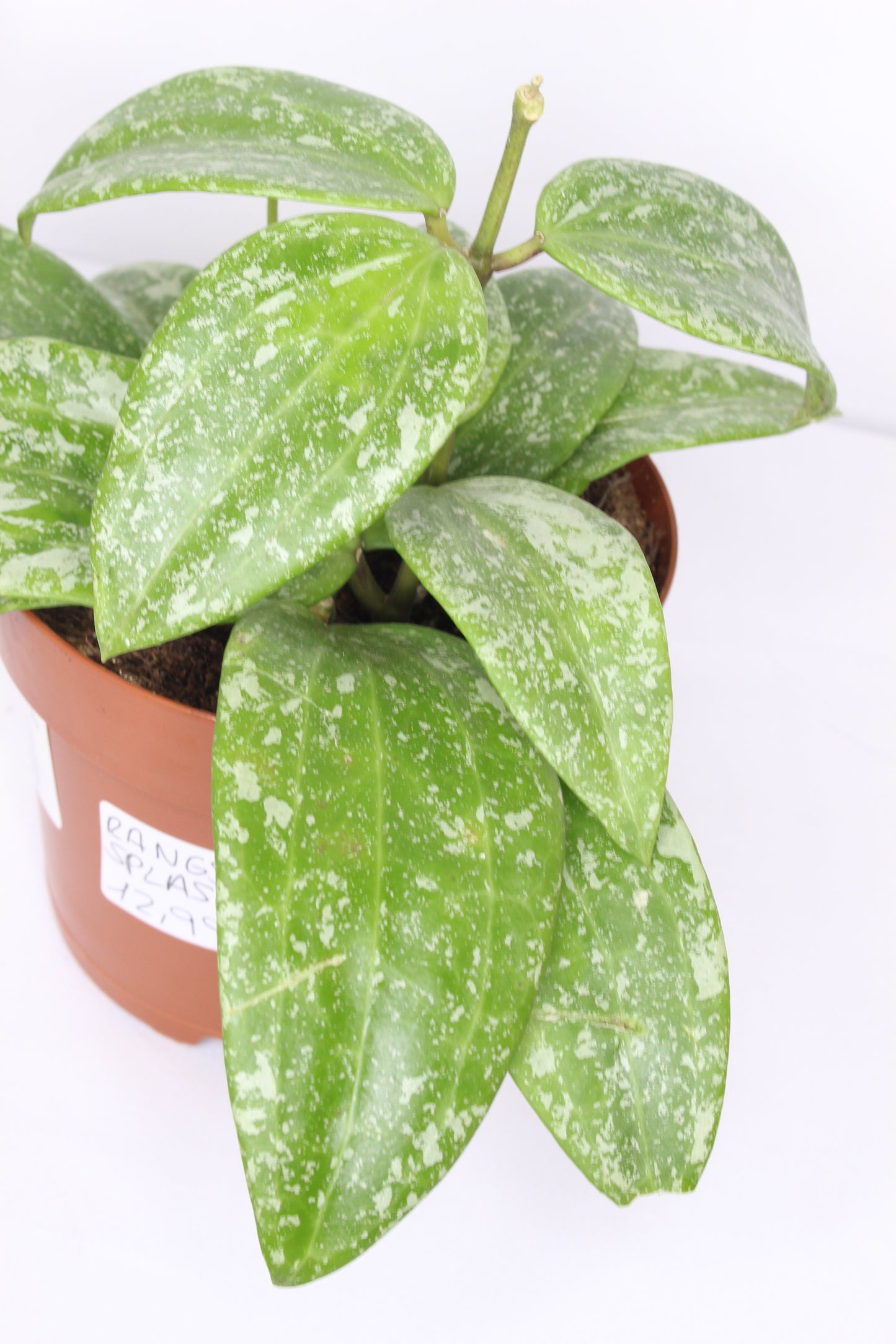 Hoya Carnosa Rangsan Splash