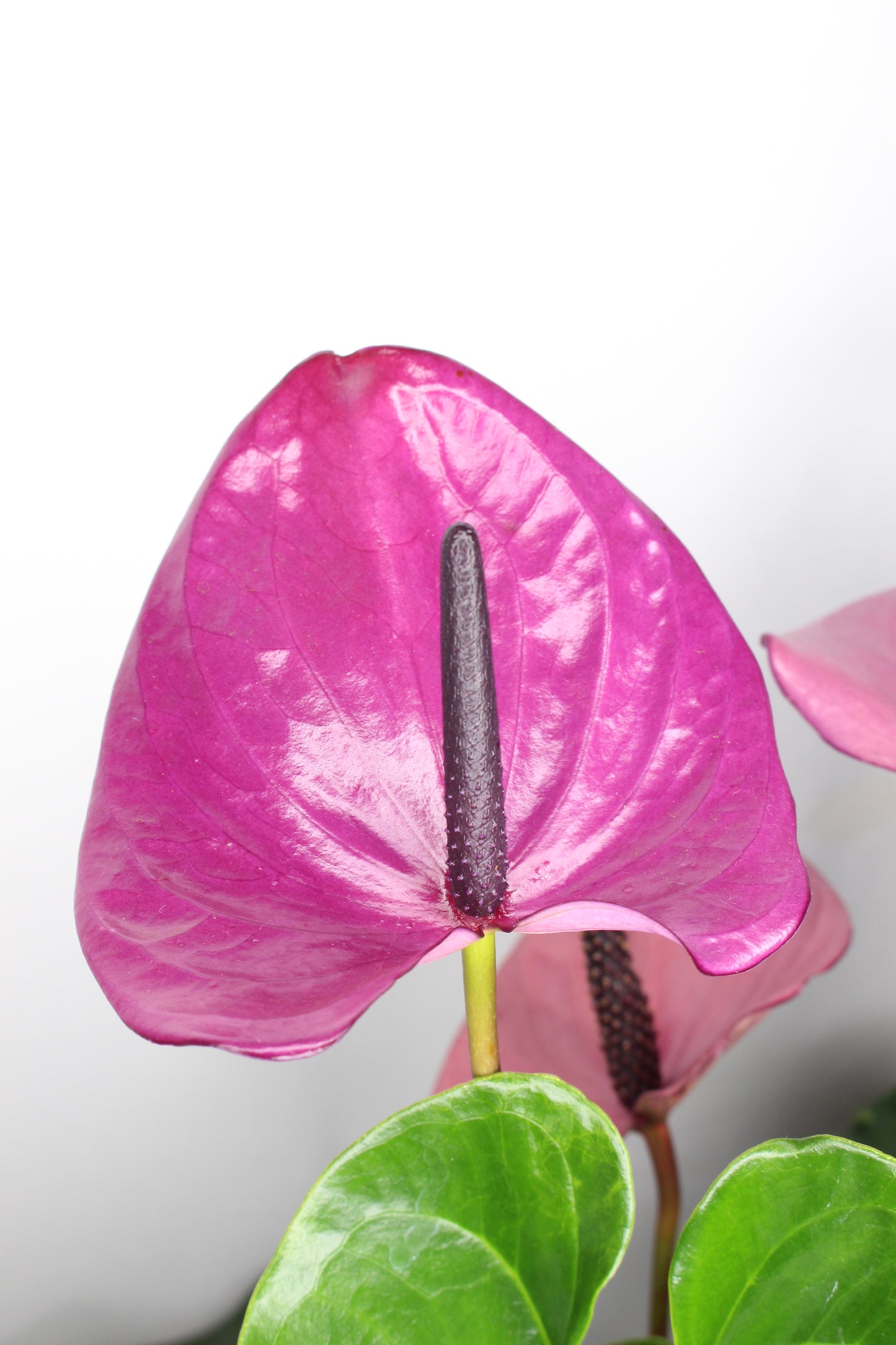 Anthurium Lila