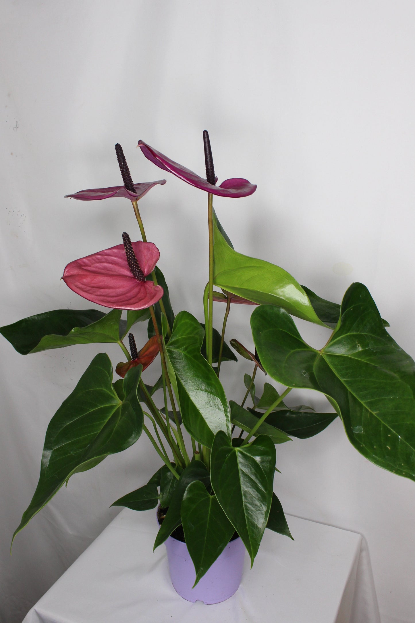 Anthurium Lila