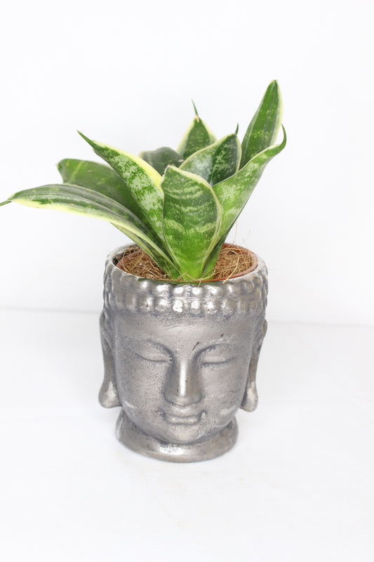 Sanseviera + Buda Plata