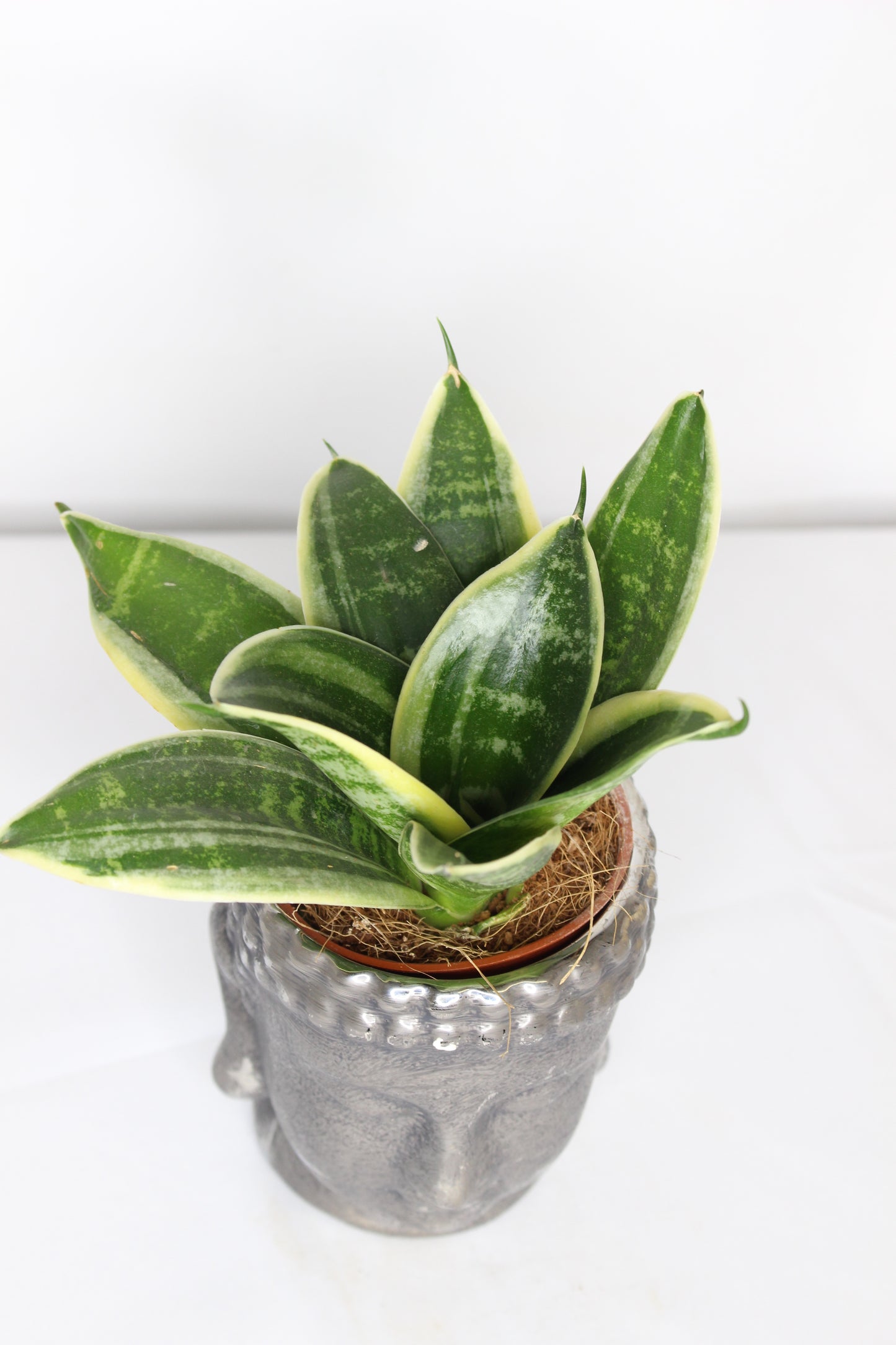 Sanseviera + Buda Plata