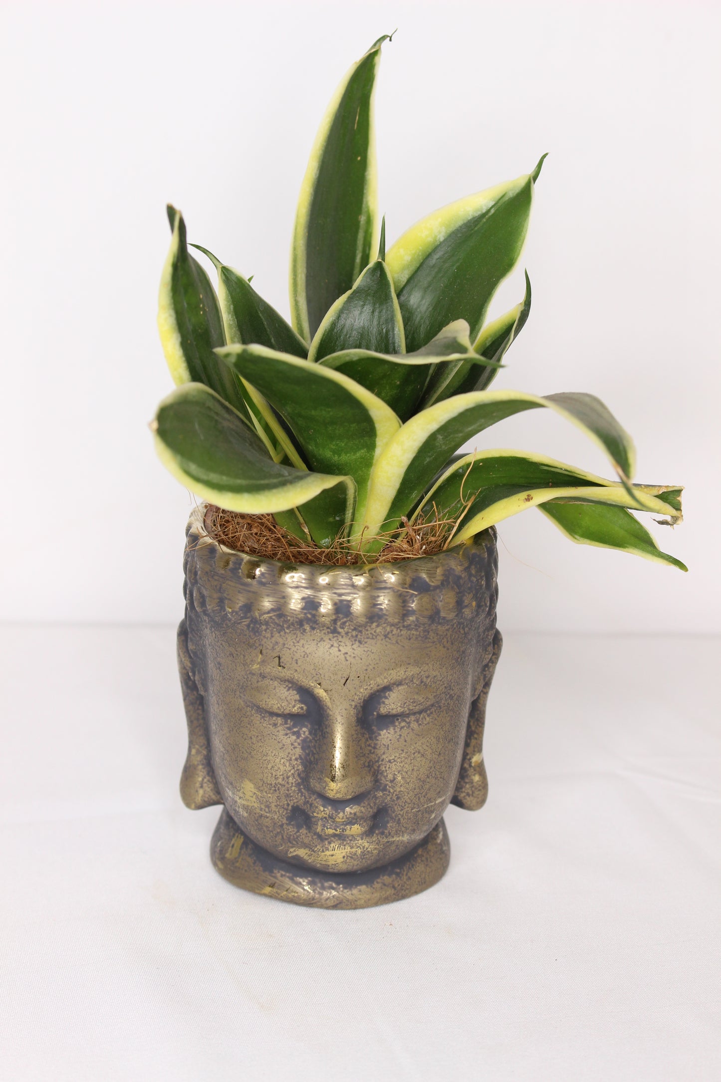 Sanseviera + Buda Dorado