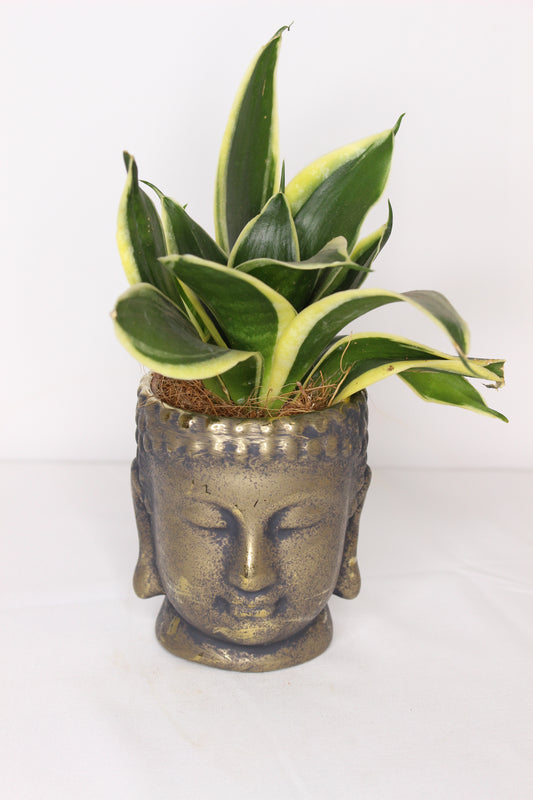Sanseviera + Buda Dorado