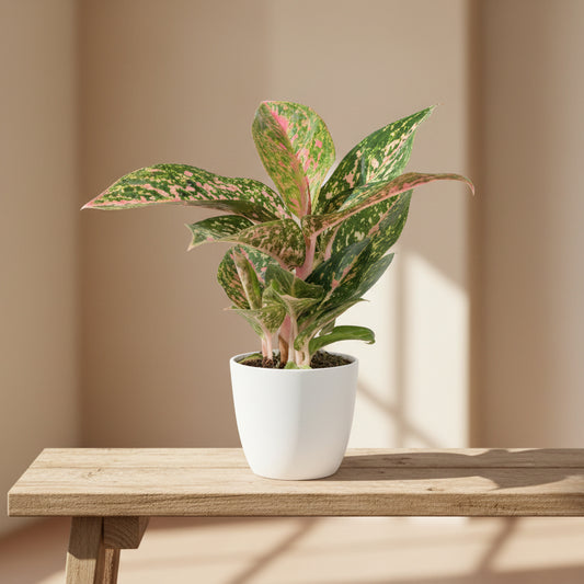 aglaonema cherry baby planta interior