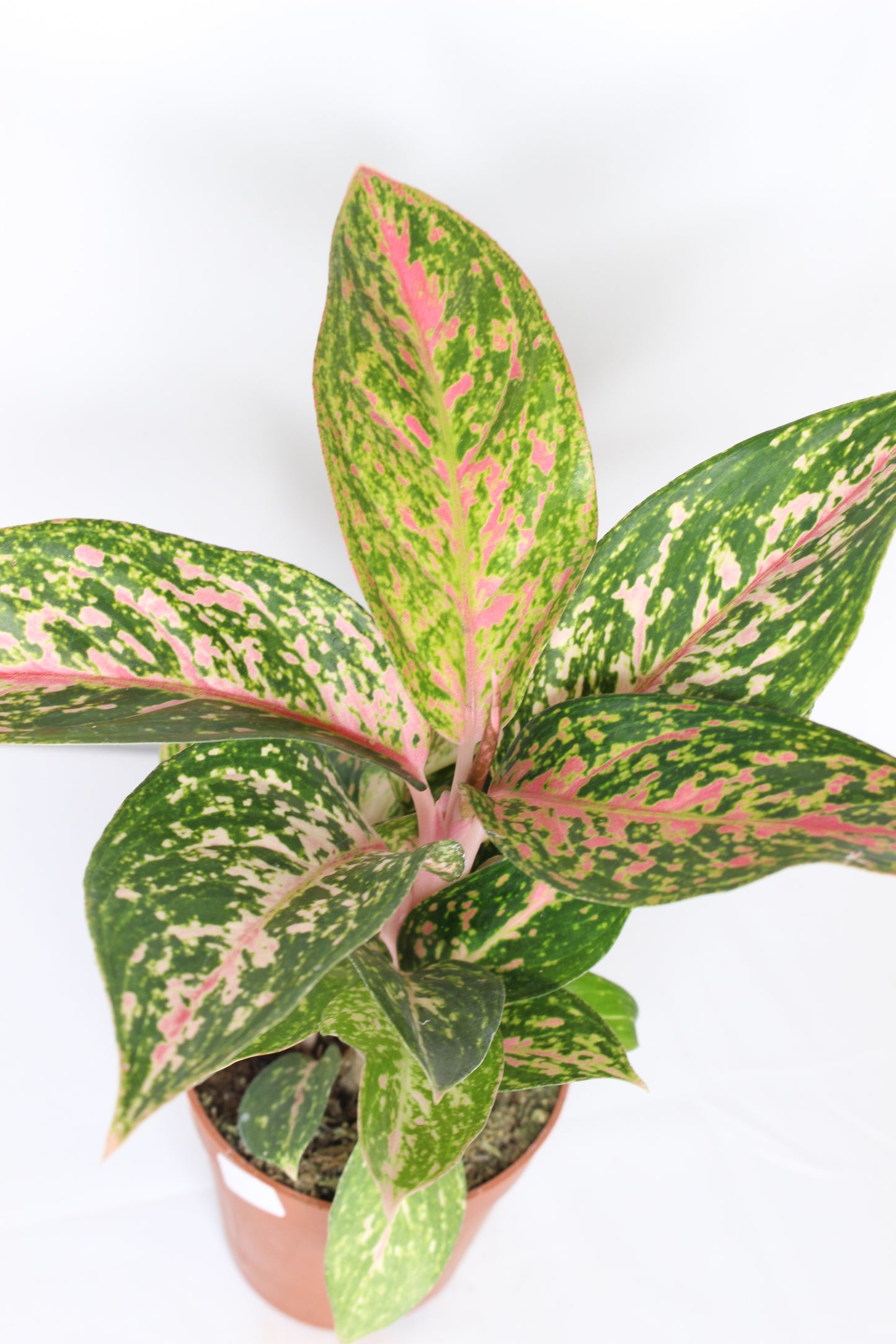 Aglaonema Crimson Love