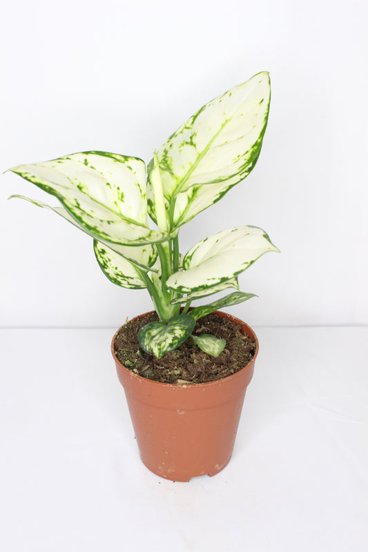 Aglaonema White Joy