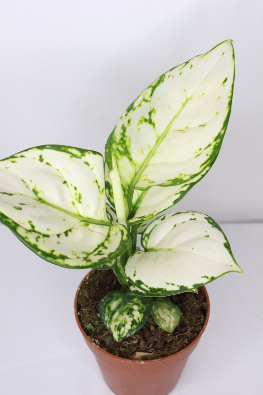 Aglaonema White Joy