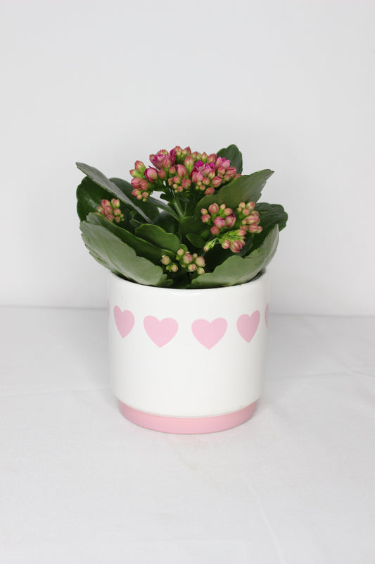 Kalanchoe + Macetero Corazones Rosas