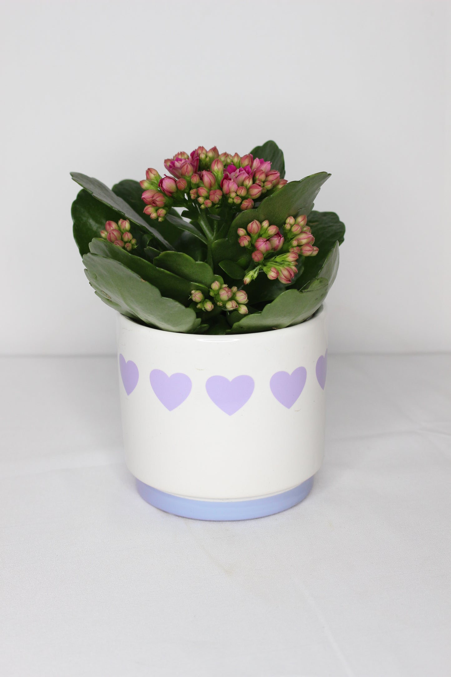 Kalanchoe + Macetero Corazones Azul