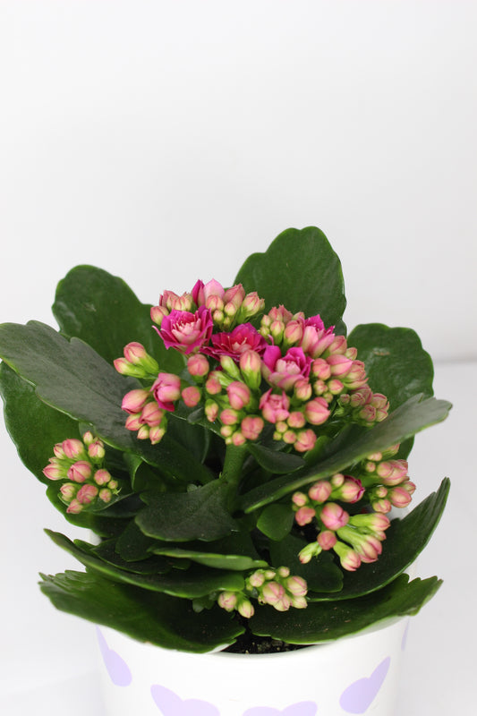 Kalanchoe + Macetero Corazones Azul