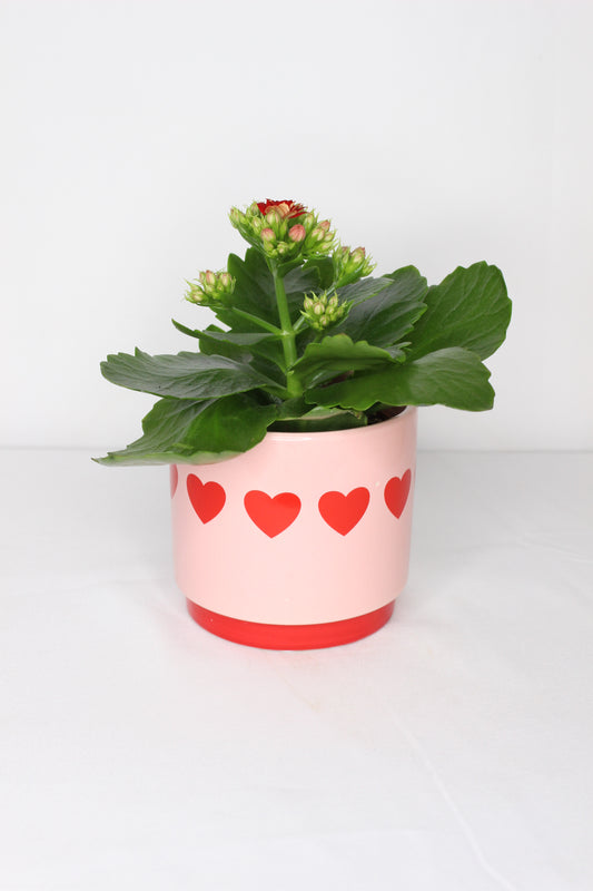Kalanchoe + Macetero Corazones Rojos