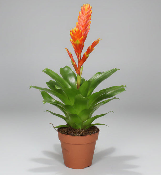 bromelia vriesea flame naranja planta interior