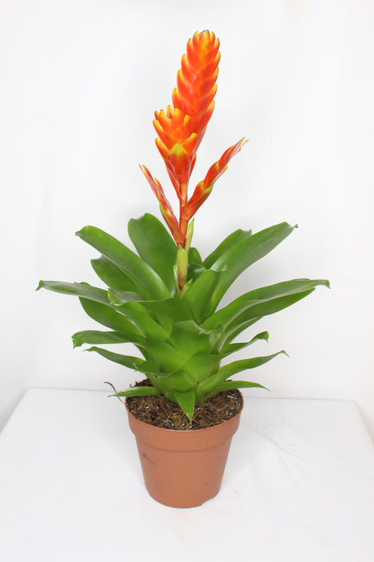bromelia vriesea flame naranja planta interior