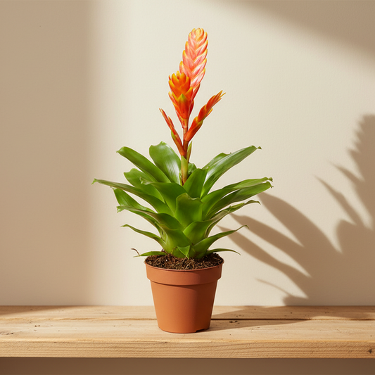 Bromelia Vriesea Flame Naranja M