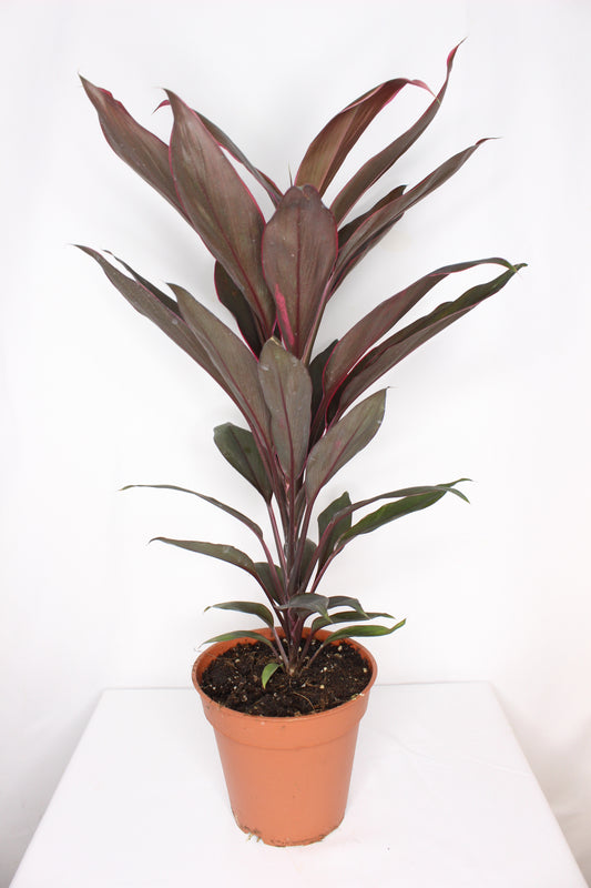 planta cordyline tango decorativa