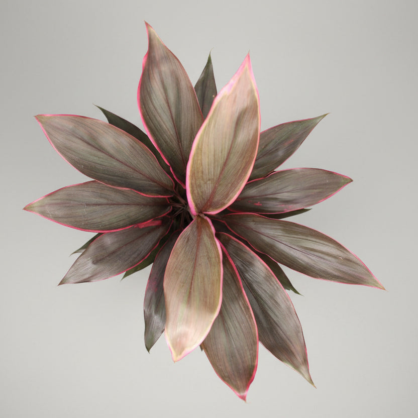 cordyline tango planta interiorcordyline tango planta interior