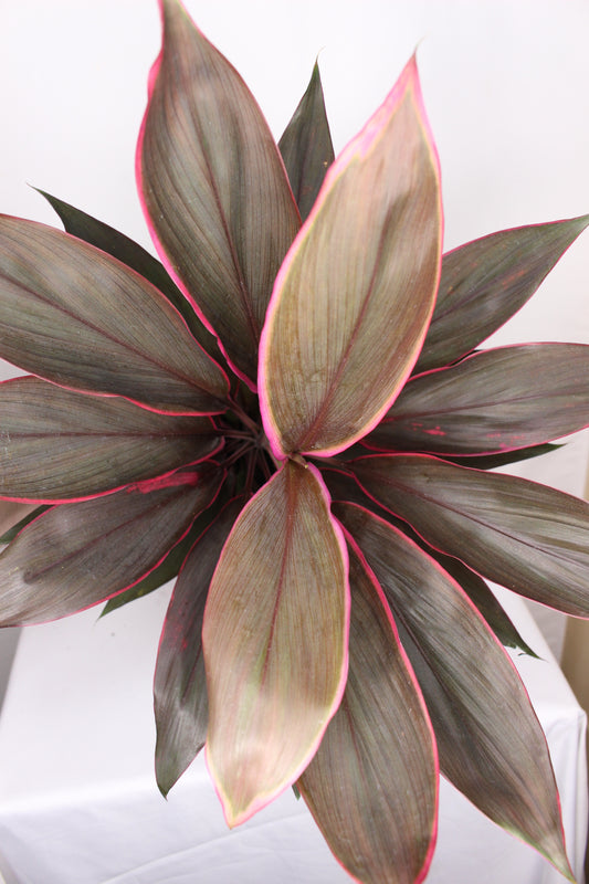 cordyline tango planta interiorcordyline tango planta interior