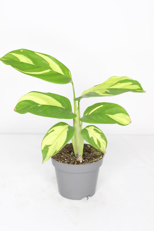 Ctenanthe Lubbersiana 'Golden Mosaic' Mini