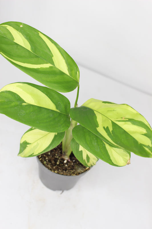 Ctenanthe Lubbersiana 'Golden Mosaic' Mini