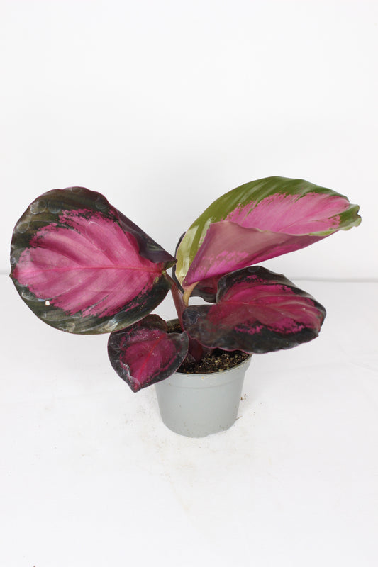 Calathea Roseopicta Rosy Mini