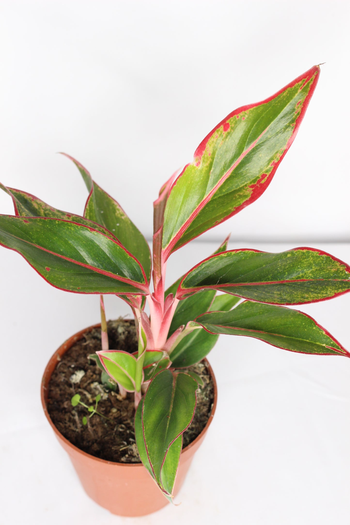 Aglaonema Crete Flame
