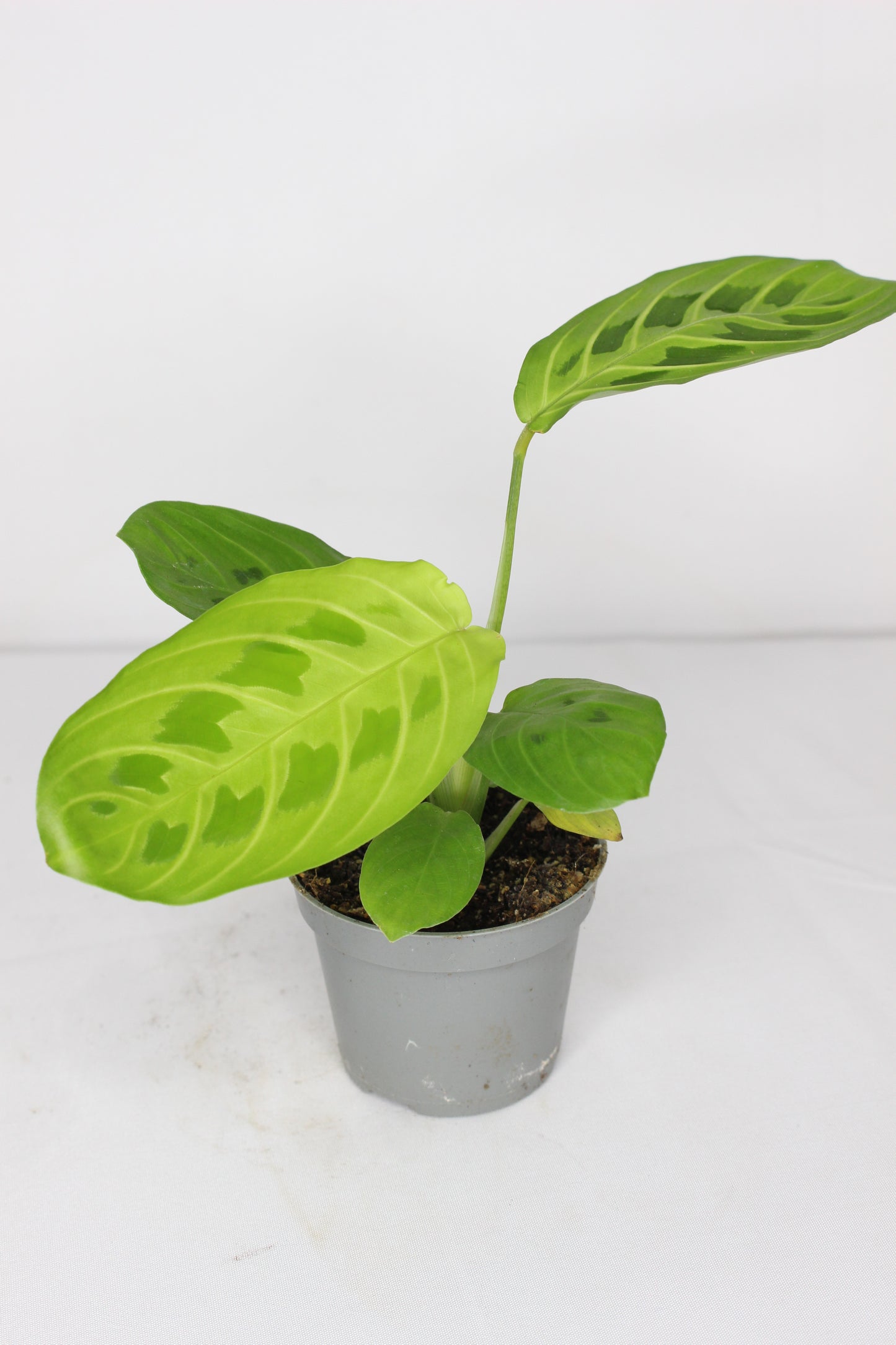 Maranta Lemon Lime Mini