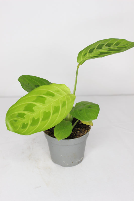 Maranta Lemon Lime Mini