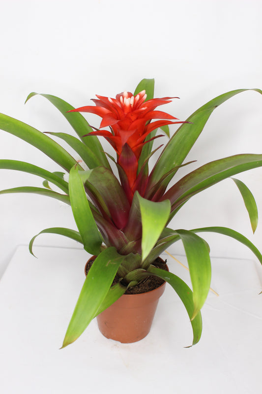 Bromelia Guzmania Roja