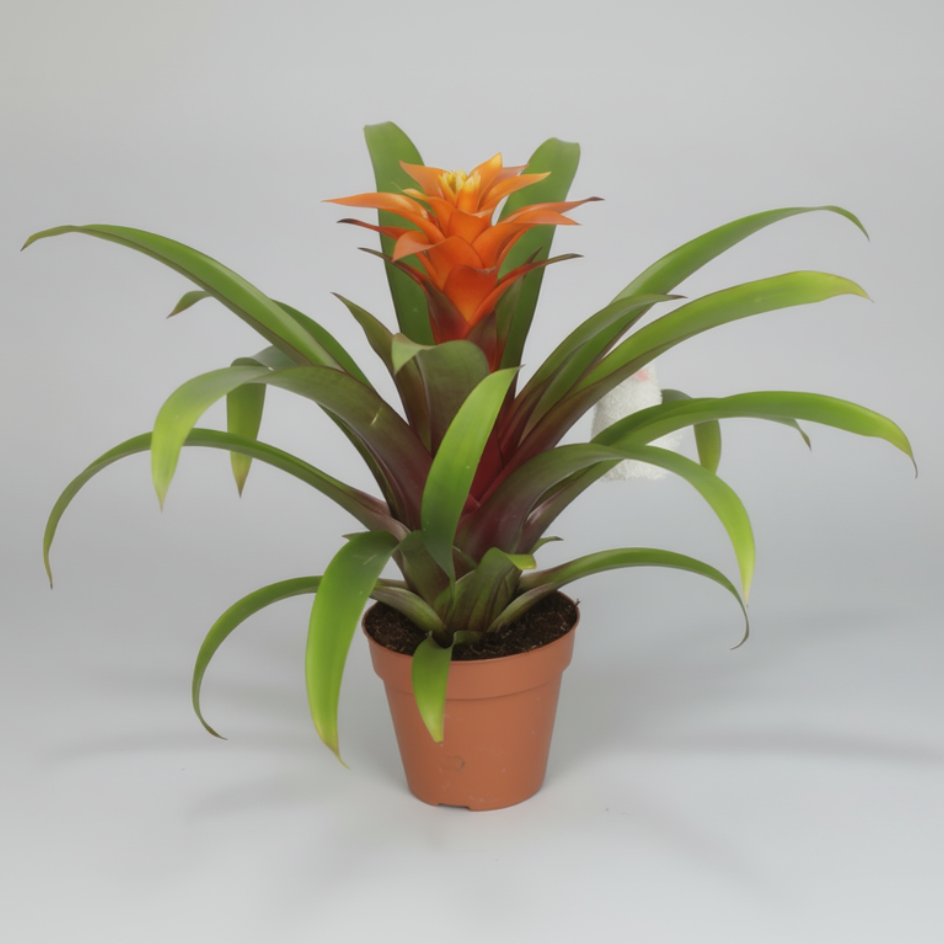 Bromelia Guzmania Arancio M