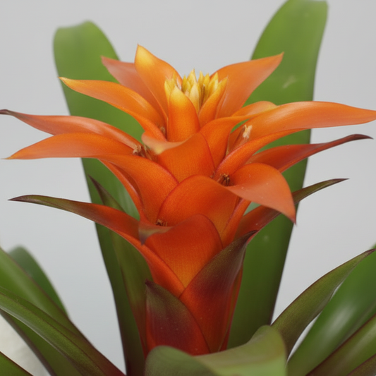 Bromelia Guzmania Naranja M