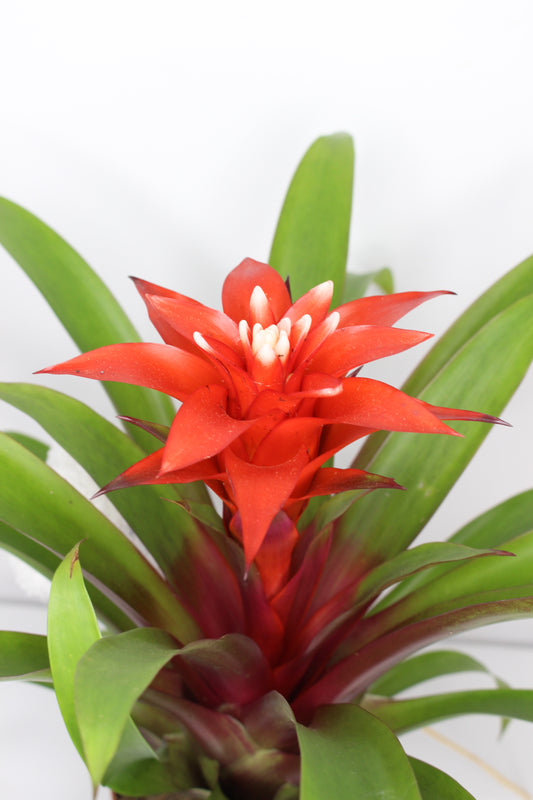 Bromelia Guzmania Roja