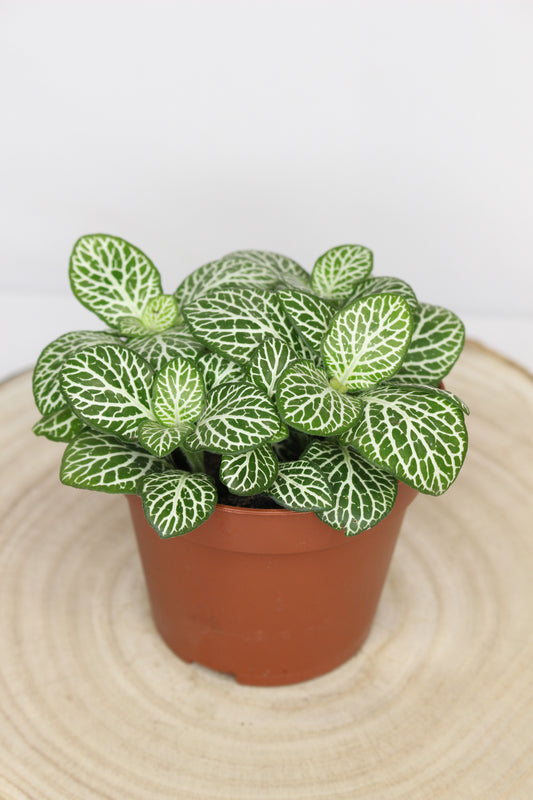 Fittonia Green Line