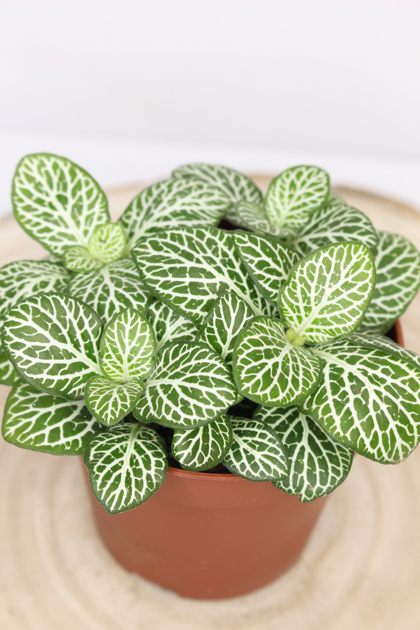 Fittonia Green Line