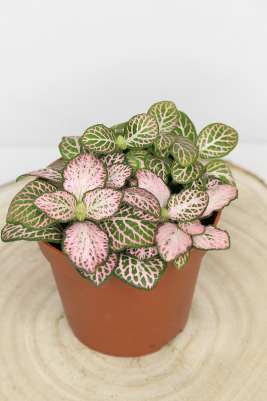 Fittonia Rosa