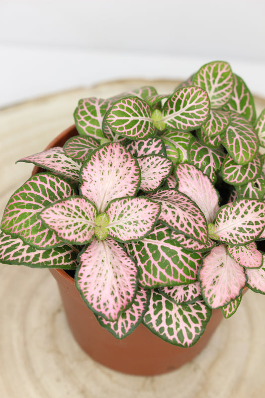 Fittonia Rosa